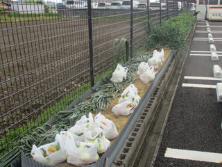 2018harvest_onion03.jpg