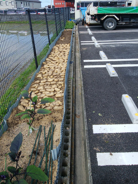 2018harvest_potato01.jpg