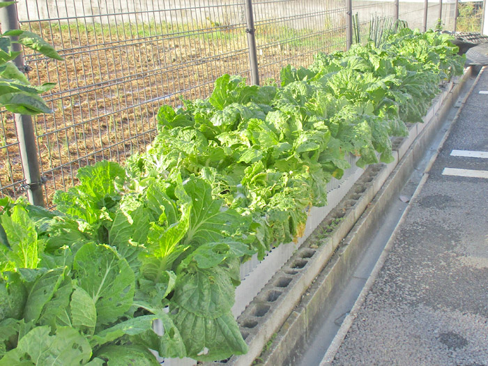 2019harvest_natsuyasai07.jpg