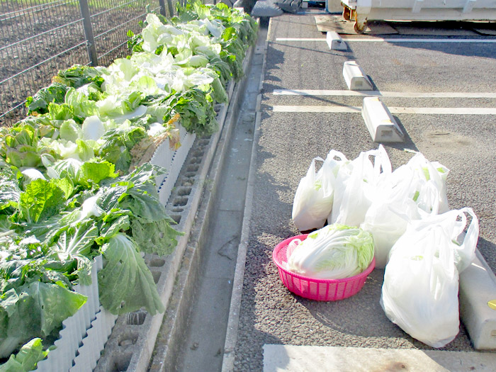 2019harvest_natsuyasai09.jpg