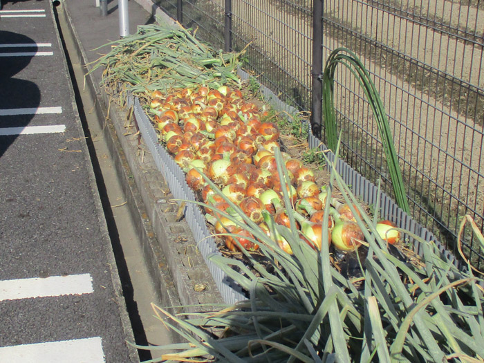 2019harvest_onion01.jpg